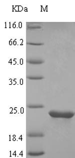 PAEP / Glycodelin / GdF Protein - (Tris-Glycine gel) Discontinuous SDS-PAGE (reduced) with 5% enrichment gel and 15% separation gel.
