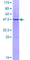 PAEP / Glycodelin / GdF Protein - 12.5% SDS-PAGE of human PAEP stained with Coomassie Blue