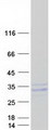 PAEP / Glycodelin / GdF Protein - Purified recombinant protein PAEP was analyzed by SDS-PAGE gel and Coomassie Blue Staining