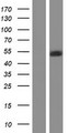 PAFAH1B1 / LIS1 Protein - Western validation with an anti-DDK antibody * L: Control HEK293 lysate R: Over-expression lysate