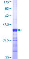 PAFAH1B1 / LIS1 Protein - 12.5% SDS-PAGE Stained with Coomassie Blue.