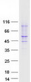 PAFAH1B1 / LIS1 Protein - Purified recombinant protein PAFAH1B1 was analyzed by SDS-PAGE gel and Coomassie Blue Staining