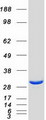 PAFAH1B2 Protein - Purified recombinant protein PAFAH1B2 was analyzed by SDS-PAGE gel and Coomassie Blue Staining
