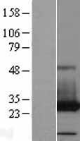 PAFAH1B3 Protein - Western validation with an anti-DDK antibody * L: Control HEK293 lysate R: Over-expression lysate