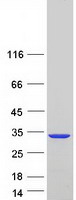 PAFAH1B3 Protein - Purified recombinant protein PAFAH1B3 was analyzed by SDS-PAGE gel and Coomassie Blue Staining