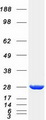 PAFAH1B3 Protein - Purified recombinant protein PAFAH1B3 was analyzed by SDS-PAGE gel and Coomassie Blue Staining