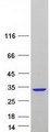 PAFAH1B3 Protein - Purified recombinant protein PAFAH1B3 was analyzed by SDS-PAGE gel and Coomassie Blue Staining