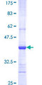 PAFAH2 Protein - 12.5% SDS-PAGE Stained with Coomassie Blue.