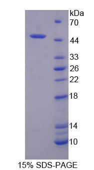 PAFAH2 Protein - Recombinant Platelet Activating Factor Acetylhydrolase 2 By SDS-PAGE