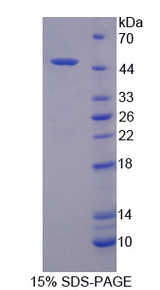 PAFAH2 Protein - Recombinant Platelet Activating Factor Acetylhydrolase 2 By SDS-PAGE