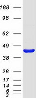 PAFAH2 Protein - Purified recombinant protein PAFAH2 was analyzed by SDS-PAGE gel and Coomassie Blue Staining