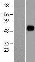 PAG1 Protein - Western validation with an anti-DDK antibody * L: Control HEK293 lysate R: Over-expression lysate