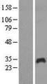 PAGE1 Protein - Western validation with an anti-DDK antibody * L: Control HEK293 lysate R: Over-expression lysate
