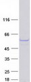 PAGR1 / C16orf53 Protein - Purified recombinant protein PAGR1 was analyzed by SDS-PAGE gel and Coomassie Blue Staining