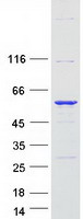PAI-RBP1 / SERBP1 Protein - Purified recombinant protein SERBP1 was analyzed by SDS-PAGE gel and Coomassie Blue Staining