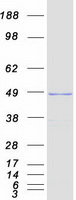 PAI-RBP1 / SERBP1 Protein - Purified recombinant protein SERBP1 was analyzed by SDS-PAGE gel and Coomassie Blue Staining