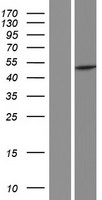 PAICS / ADE2 Protein - Western validation with an anti-DDK antibody * L: Control HEK293 lysate R: Over-expression lysate