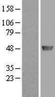 PAICS / ADE2 Protein - Western validation with an anti-DDK antibody * L: Control HEK293 lysate R: Over-expression lysate