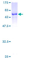 PAICS / ADE2 Protein - 12.5% SDS-PAGE of human PAICS stained with Coomassie Blue