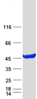 PAICS / ADE2 Protein - Purified recombinant protein PAICS was analyzed by SDS-PAGE gel and Coomassie Blue Staining