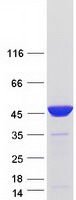 PAICS / ADE2 Protein - Purified recombinant protein PAICS was analyzed by SDS-PAGE gel and Coomassie Blue Staining