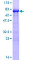 PAIP1 Protein - 12.5% SDS-PAGE of human PAIP1 stained with Coomassie Blue