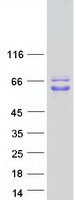 PAIP1 Protein - Purified recombinant protein PAIP1 was analyzed by SDS-PAGE gel and Coomassie Blue Staining