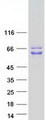 PAIP1 Protein - Purified recombinant protein PAIP1 was analyzed by SDS-PAGE gel and Coomassie Blue Staining