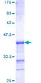 PAK1 Protein - 12.5% SDS-PAGE Stained with Coomassie Blue.