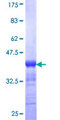 PAK3 Protein - 12.5% SDS-PAGE Stained with Coomassie Blue.