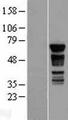 PAK4 Protein - Western validation with an anti-DDK antibody * L: Control HEK293 lysate R: Over-expression lysate