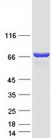 PAK4 Protein - Purified recombinant protein PAK4 was analyzed by SDS-PAGE gel and Coomassie Blue Staining
