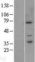 PAK6 Protein - Western validation with an anti-DDK antibody * L: Control HEK293 lysate R: Over-expression lysate