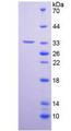 PAL / PAM Protein - Recombinant  Peptidylglycine Alpha Amidating Monooxygenase By SDS-PAGE