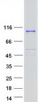 PALD1 / Paladin 1 Protein - Purified recombinant protein PALD1 was analyzed by SDS-PAGE gel and Coomassie Blue Staining