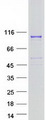 PALD1 / Paladin 1 Protein - Purified recombinant protein PALD1 was analyzed by SDS-PAGE gel and Coomassie Blue Staining