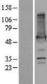 PALM2 Protein - Western validation with an anti-DDK antibody * L: Control HEK293 lysate R: Over-expression lysate