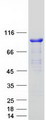 PALMD Protein - Purified recombinant protein PALMD was analyzed by SDS-PAGE gel and Coomassie Blue Staining