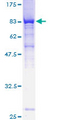 PALS2 / MPP6 Protein - 12.5% SDS-PAGE of human MPP6 stained with Coomassie Blue