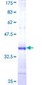 PAN2 / USP52 Protein - 12.5% SDS-PAGE Stained with Coomassie Blue.