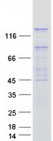 PAN2 / USP52 Protein - Purified recombinant protein PAN2 was analyzed by SDS-PAGE gel and Coomassie Blue Staining