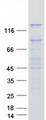 PAN2 / USP52 Protein - Purified recombinant protein PAN2 was analyzed by SDS-PAGE gel and Coomassie Blue Staining