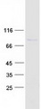 PAN3 Protein - Purified recombinant protein PAN3 was analyzed by SDS-PAGE gel and Coomassie Blue Staining
