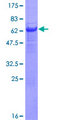 PANK1 / PANK Protein - 12.5% SDS-PAGE of human PANK1 stained with Coomassie Blue