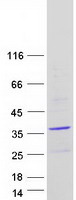 PANK1 / PANK Protein - Purified recombinant protein PANK1 was analyzed by SDS-PAGE gel and Coomassie Blue Staining