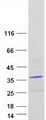 PANK1 / PANK Protein - Purified recombinant protein PANK1 was analyzed by SDS-PAGE gel and Coomassie Blue Staining