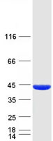 PANK3 Protein - Purified recombinant protein PANK3 was analyzed by SDS-PAGE gel and Coomassie Blue Staining