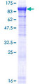 PANK4 Protein - 12.5% SDS-PAGE of human PANK4 stained with Coomassie Blue