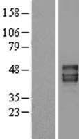 PANX1 / Pannexin 1 Protein - Western validation with an anti-DDK antibody * L: Control HEK293 lysate R: Over-expression lysate