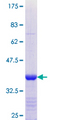 PANX1 / Pannexin 1 Protein - 12.5% SDS-PAGE Stained with Coomassie Blue.